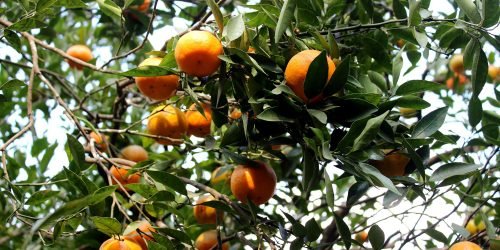 Orange_Garden_in_Sittong,_Darjeeling